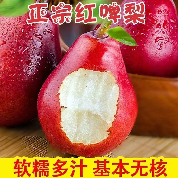 正宗嫁接梨树苗红啤梨树苗软甜南北方种植盆栽地栽耐旱耐寒果树苗