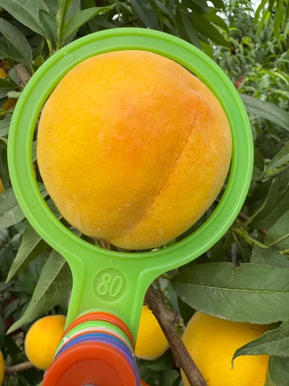 黄金蜜十号-5.25号成熟 极早熟黄毛桃  口感甜 