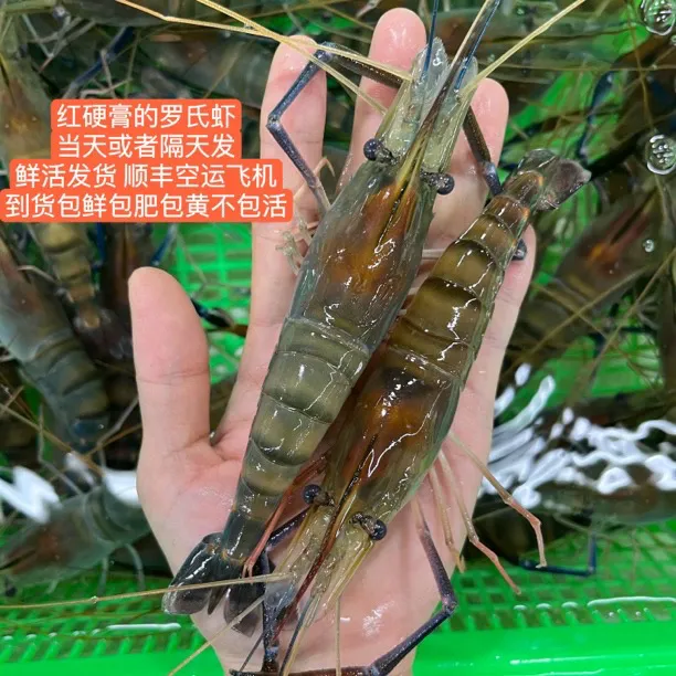 鲜活红硬膏的罗氏虾 只只有黄 下单后挑活虾发 2斤1000g约20-35个