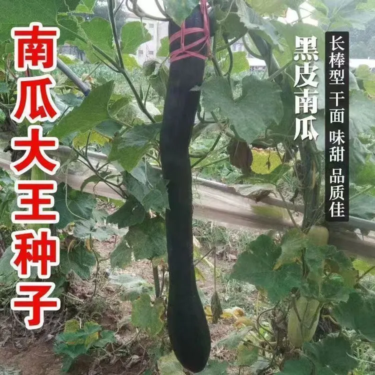 【 L 】【特长嫩南瓜种子】四季种植盆栽地栽阳台小院种植商品图