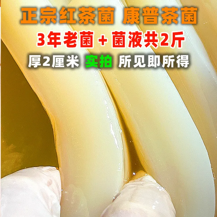 共2斤3年老菌原种红茶菌康普茶醋蛾子海宝胃宝菌胃宝菌怎么养