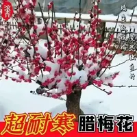 【带花苞】原生腊梅花红梅花卉盆栽耐寒耐热浓香型庭院阳台植物好养