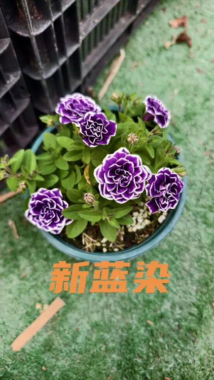 重瓣矮牵牛花盆栽花苗组合四季开花室内观赏易养花卉