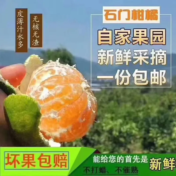 石门秀坪柑橘湖南早熟品质成熟薄皮无核现摘新鲜送人 带箱5斤装 