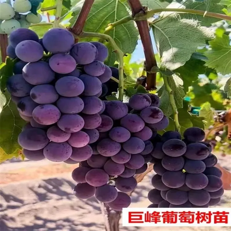 盆栽乒乓球地栽南北方种植抗寒耐冻葡萄苗南方水果树苗皇后圆叶
