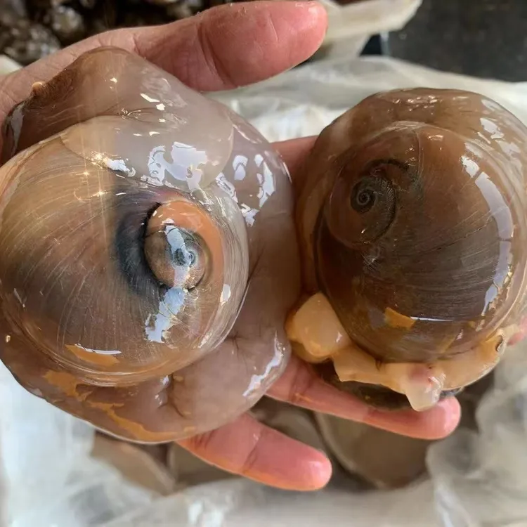 连云港发货鲜活猫眼螺包鲜不包活500g顺丰发货