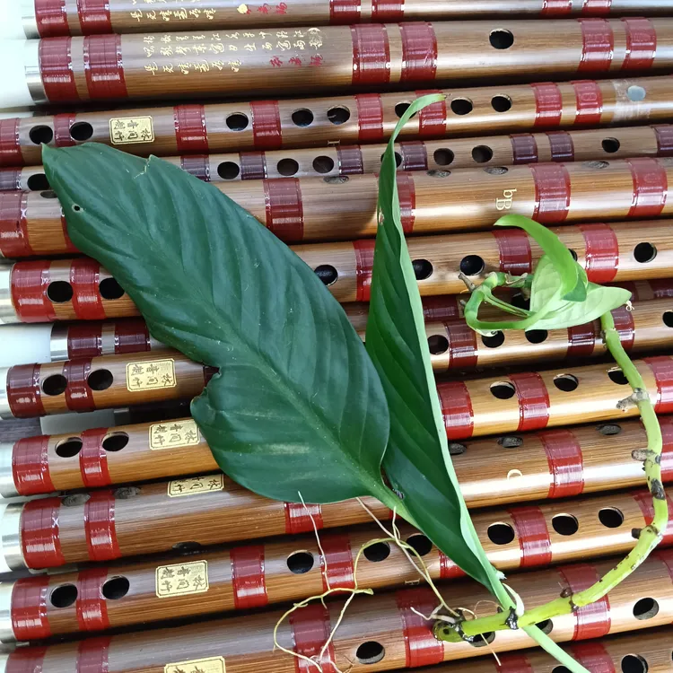 苦竹横笛笛子专业级竹笛适合成人零基础初学者精制古风初学者笛子