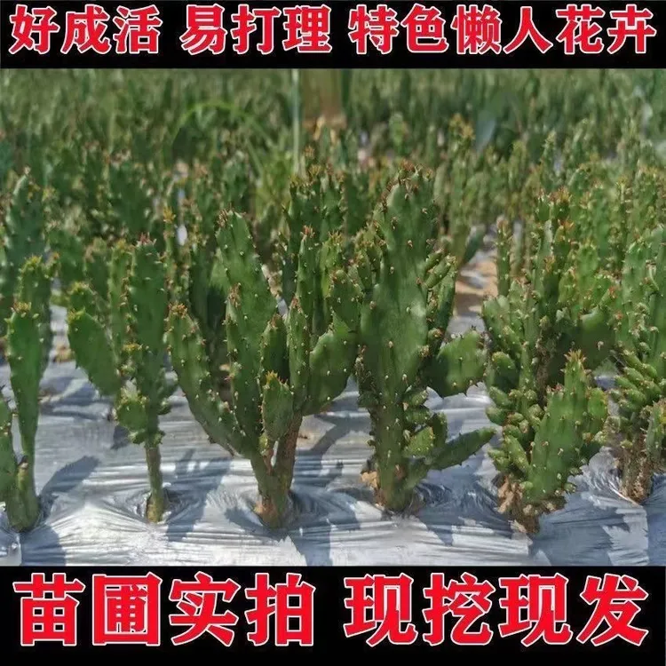 仙人掌千手观音多肉植物盆栽室内耐热耐旱花卉