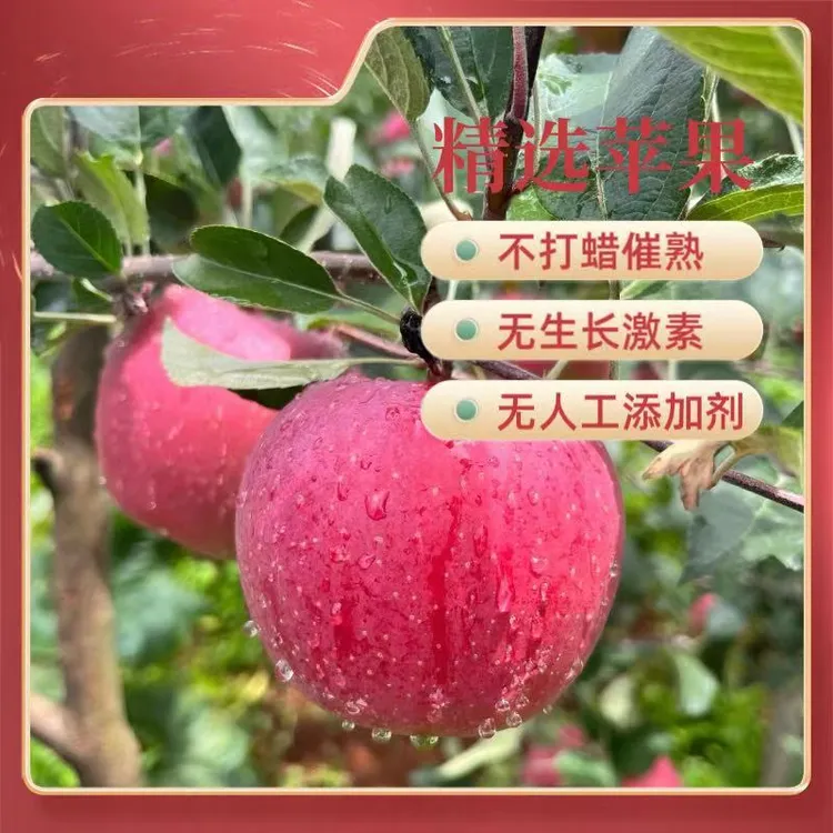 【现摘现发】丑苹果四川汉源高山红富士脆甜多汁自然成熟红苹果