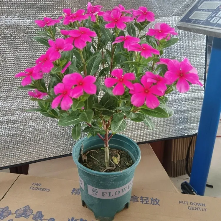 长春花盆栽天天开带花苞四季开花耐高温适合庭院阳台种植