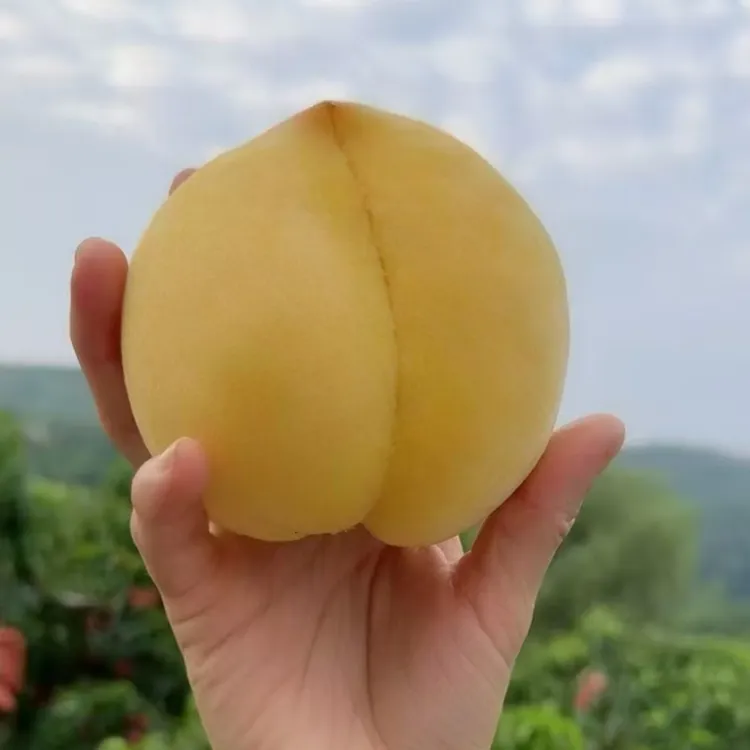 【顺丰！精选！】襄阳黄金蜜桃 净重4.5斤 当季鲜果 产地顺丰包邮