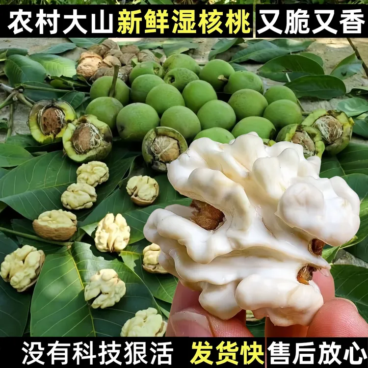 2025高山新鲜核桃脆香青核桃湿核桃薄壳核桃已经成熟新鲜上市