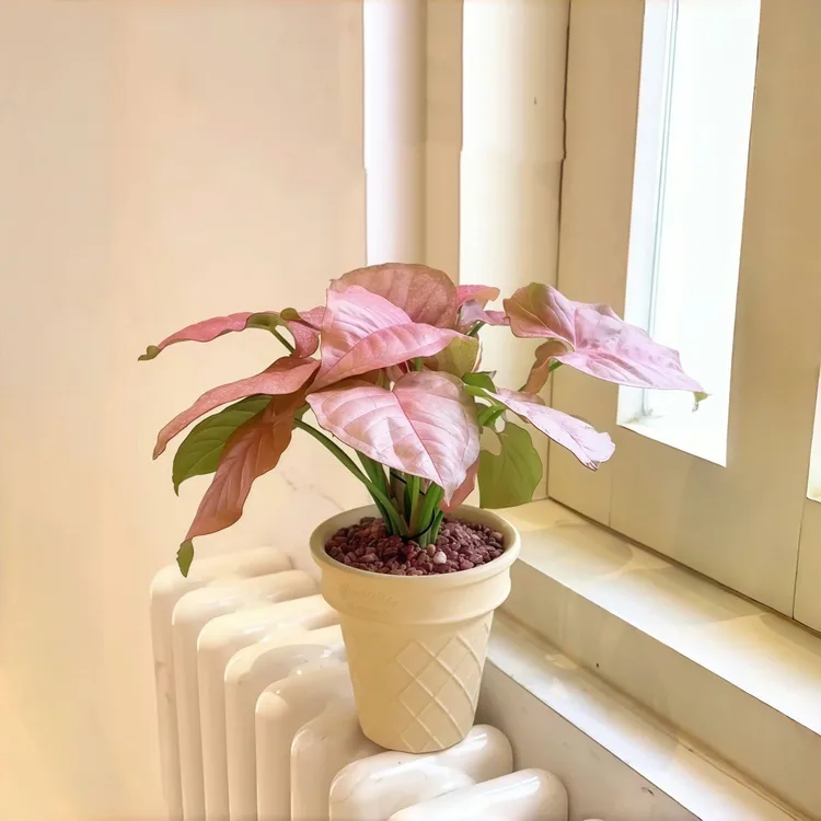 红粉佳人合果芋粉色植物盆栽办公室客厅桌面好养绿植花卉净化空气