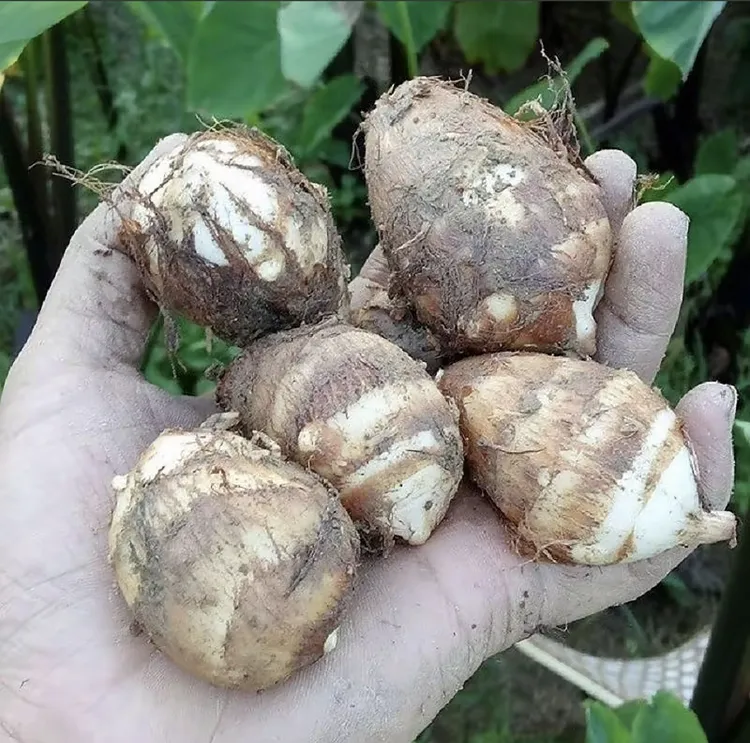 闽北农家新鲜现挖六月芋五斤牛奶小芋头三斤一斤软糯香甜