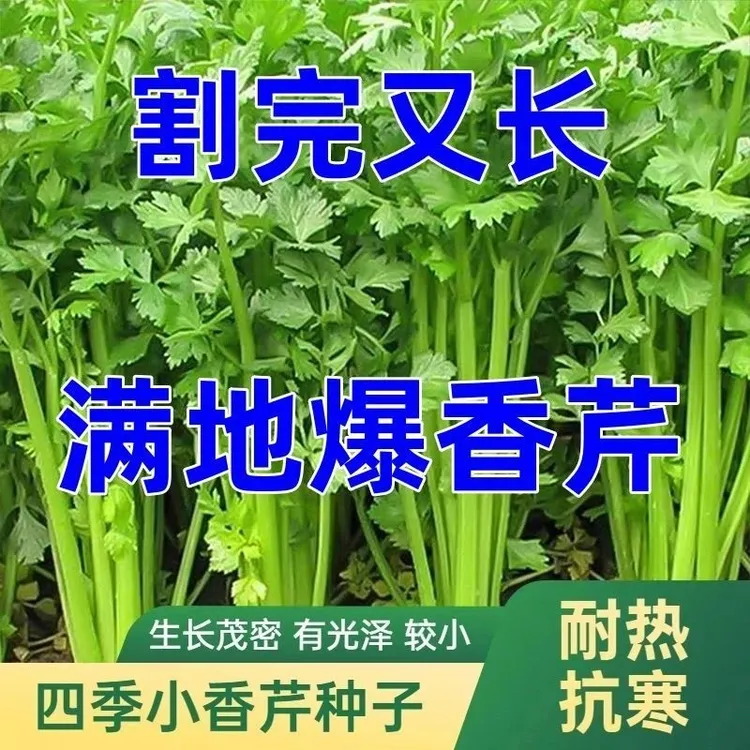 四季小香芹蔬菜种子大全土芹菜农家易种四季菜种阳台盆栽耐寒耐热