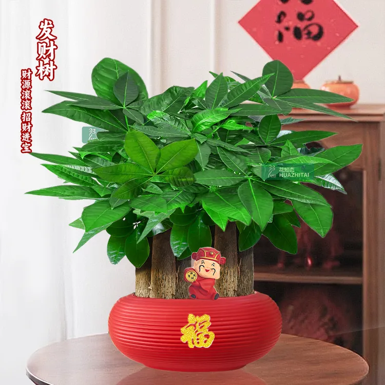 【六杆发财树】喜庆年节送礼办公室内桌面好养护观叶耐旱40-50cm