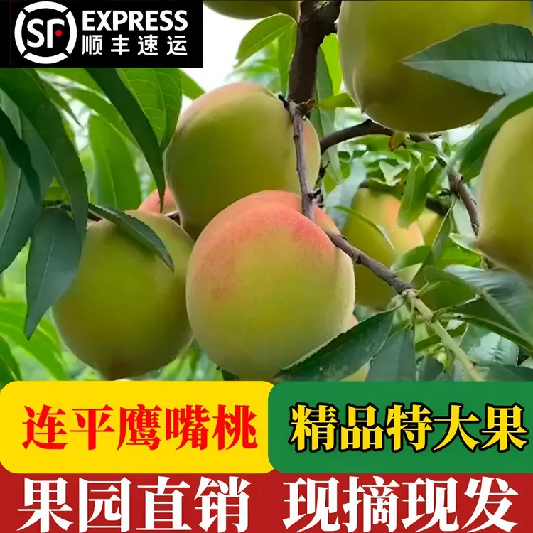 正宗上坪鹰嘴桃爽脆甜现摘新鲜水果连平整箱水果礼盒装顺丰包邮