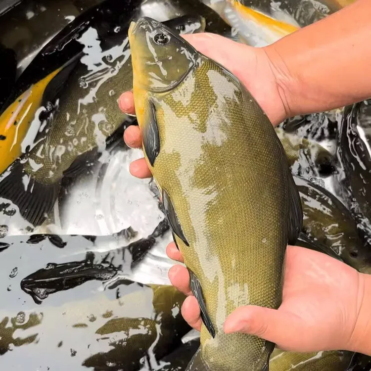 东北淡水鱼冷水黄金桂鱼丁桂鱼淡水黄花鱼买3斤送2斤到手5斤