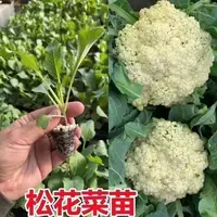 紫甘蓝苗牛心包苗西兰花苗青梗花椰菜甘蓝四季松花耐寒盆栽卷心包