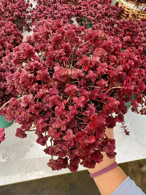 小球玫瑰（多肉植物）带盆土带挂钩收到会有焉软需要泡水醒花20分钟