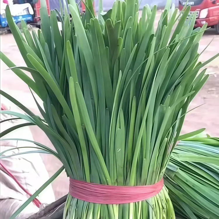 新鲜韭菜4斤农家自种现割现发应季时令蔬菜清脆爽口家常菜