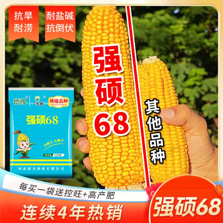 一斗田 国审强硕68正品玉米种子高产4200粒抗旱耐涝抗盐碱抗倒伏商品图