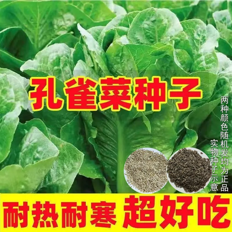 下单就发3包【孔雀菜种子】孔雀菜直立油麦菜罗马生菜沙拉菜种子商品图