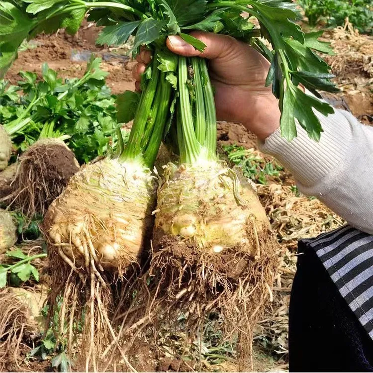 根芹球根疙瘩山东地中海根芹耐寒秋冬蔬菜正宗