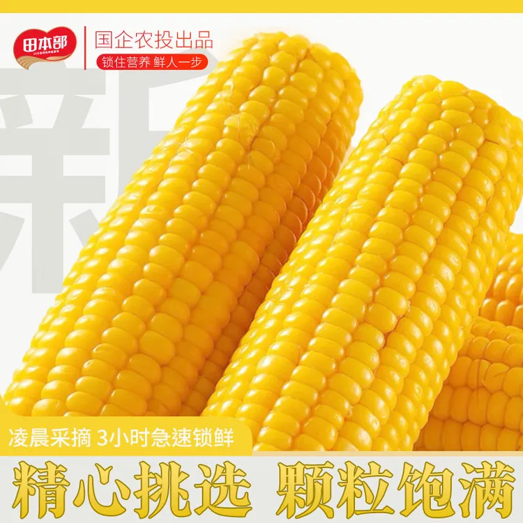 田本部【试吃2根】25年东北头茬黄糯玉米新鲜甜糯10根/真空包装发货