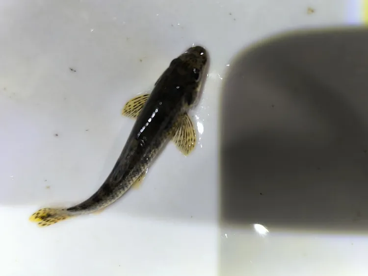 棒花鱼冷水清道夫吃食物残渣残留饲料《运输会褪色，褪色可恢复》