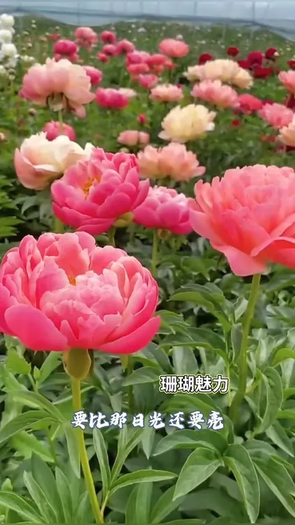 进口品种珊瑚魅力，整颗发货