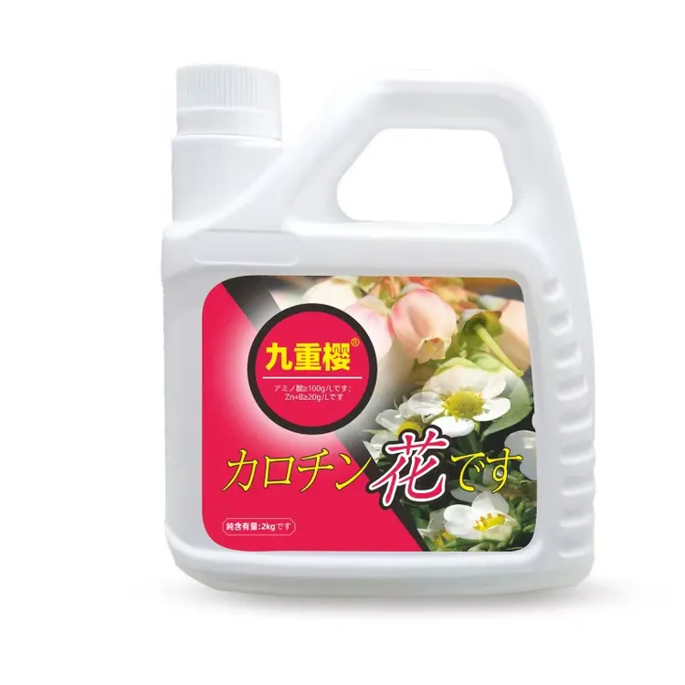 九重樱   花芽素