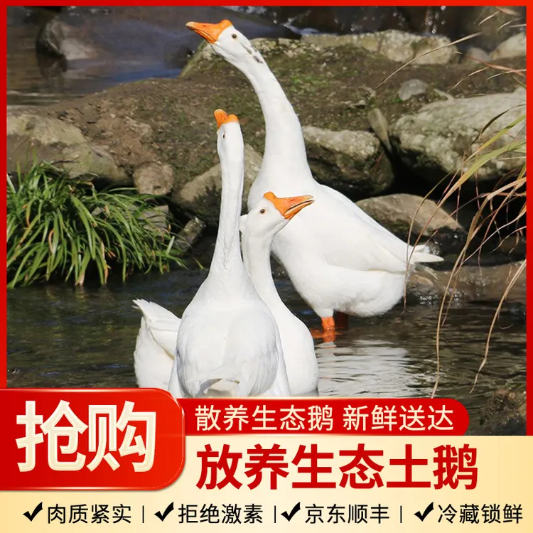 农家散养生态粮食鹅 新鲜现杀整只散养老土鹅大鹅