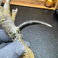 文玩鸡爪骨手把件（单只 处理好十天左右发货）
