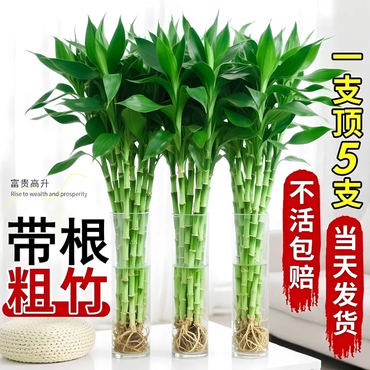 带根富贵竹水培植物客厅绿植室内盆栽观音竹粗杆好养水养节节高竹