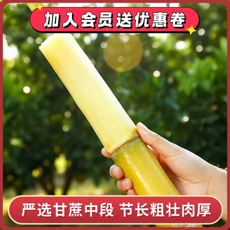 浅润云南黄金甘蔗新鲜脆甜水果黄皮甘蔗手撕甘蔗鲜甘蔗脆甘蔗