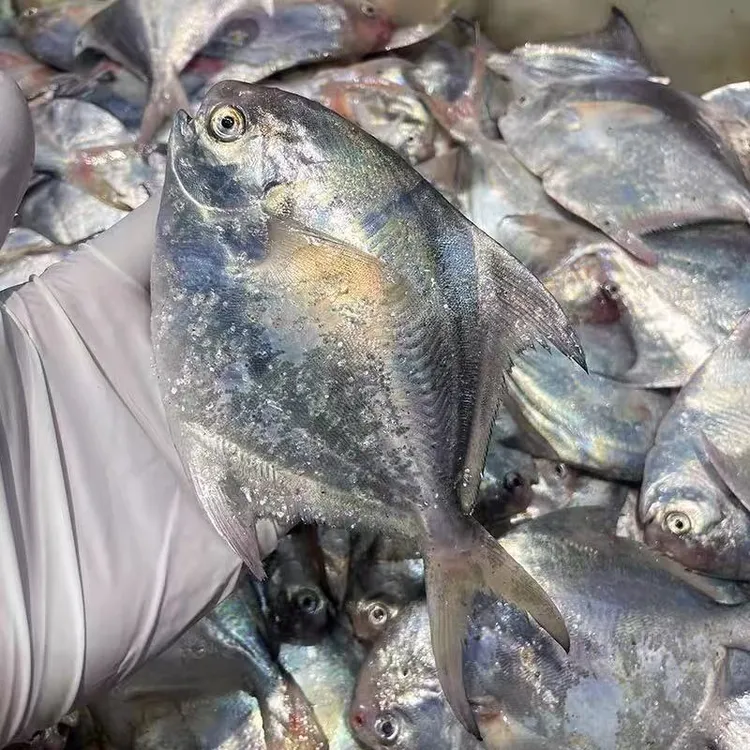 新鲜东海小鲳鱼 肉质鲜嫩 3斤起