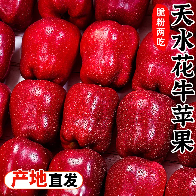 【脆粉两吃】甘肃天水花牛苹果3-9斤红蛇果新鲜水果小苹果红苹果