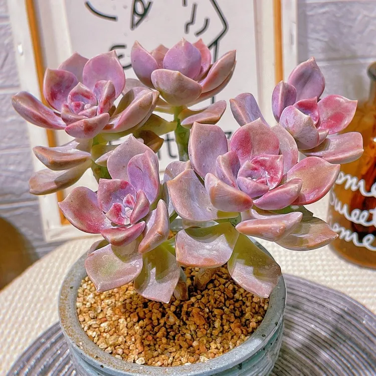 多肉植物组合盆栽特大颗懒人好养精品老桩紫乐室内小盆栽花卉绿植