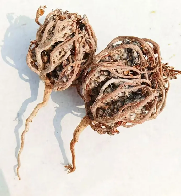 kaffmaryam qay 茶叶 ，泡茶喝原装正品