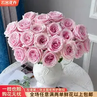【云舍花卉】【方德荷冠】【粉红雪山】单头玫瑰 全场满两单鲜花包邮