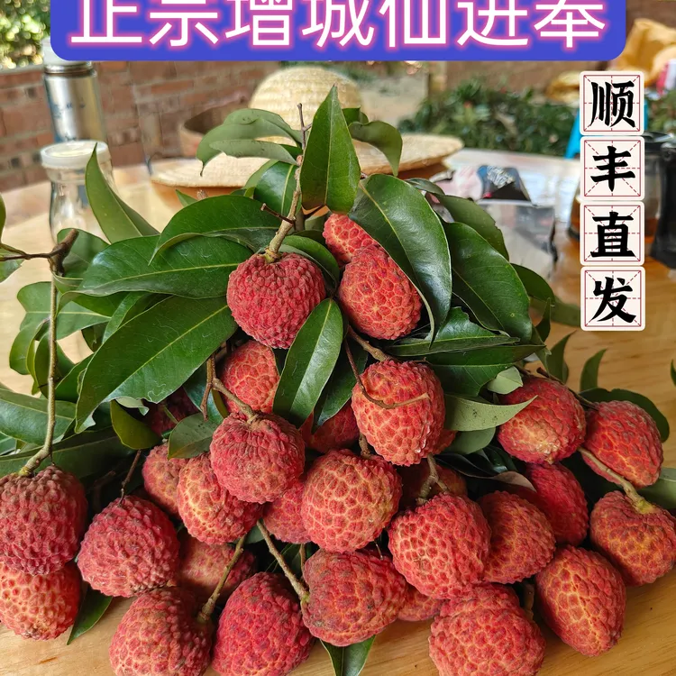 亿林增城仙进奉荔枝3斤5斤9斤精品[【顺丰直发】新鲜采摘长安的荔枝