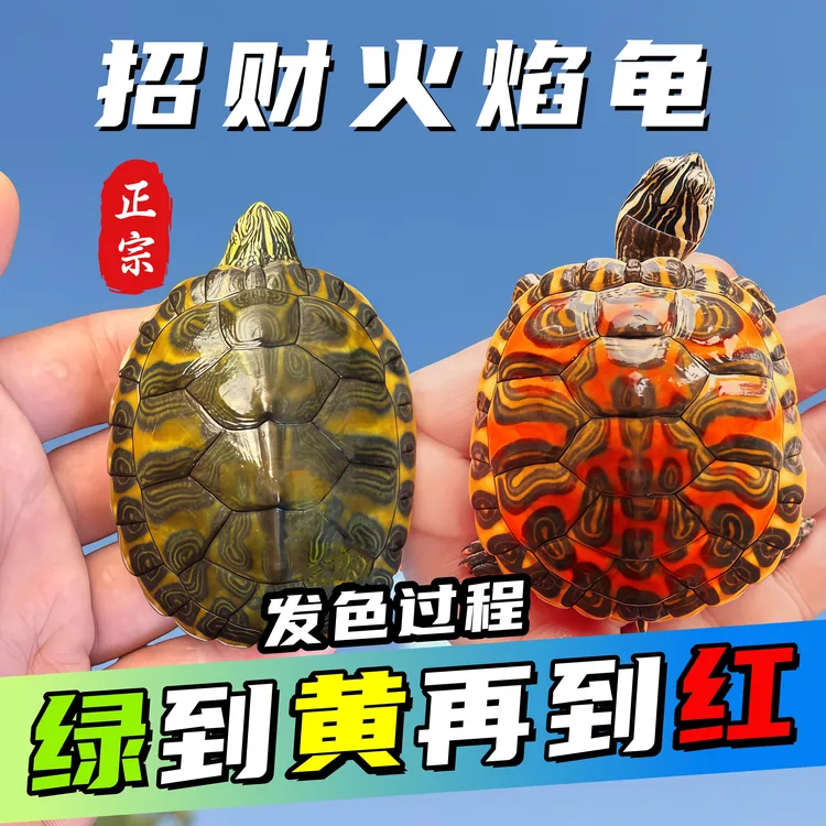 纯种火焰龟深水鱼缸混养宽纹观赏龟活物宠物龟红腹招财龟小乌龟