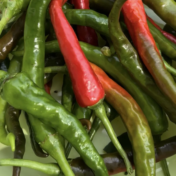 江西本地辣椒萍乡老品种广寒寨知青辣椒