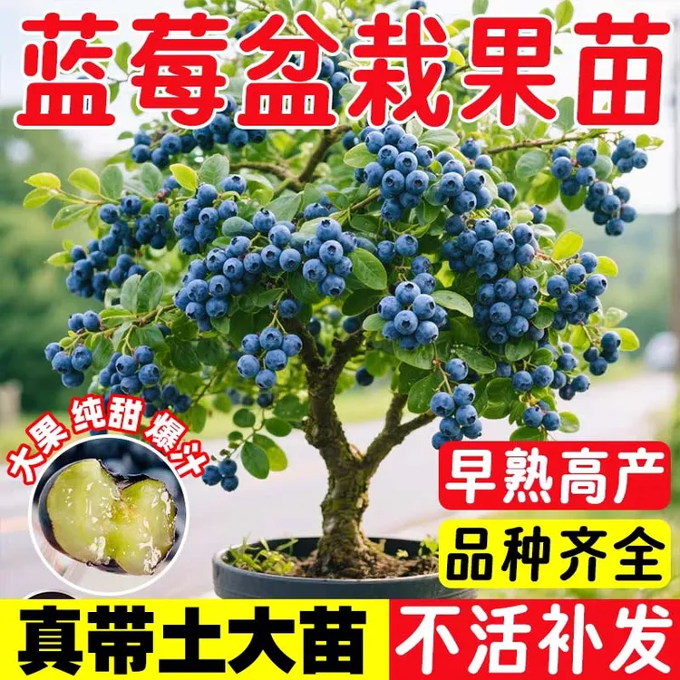 蓝莓果树苗蓝莓苗盆栽地栽阳台果树苗南北方种植苗正宗蓝莓果树苗