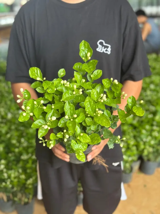 【不带花盆】横州市茉莉花之乡直发香水重瓣茉莉地栽园艺种植开花香