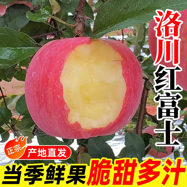 正宗陕西洛川红富士苹果新鲜脆甜多汁水果产地直发当季新鲜水果