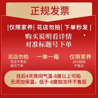351号发一箱❤←对准号下单鲜花❤快递揽收后不支持退款