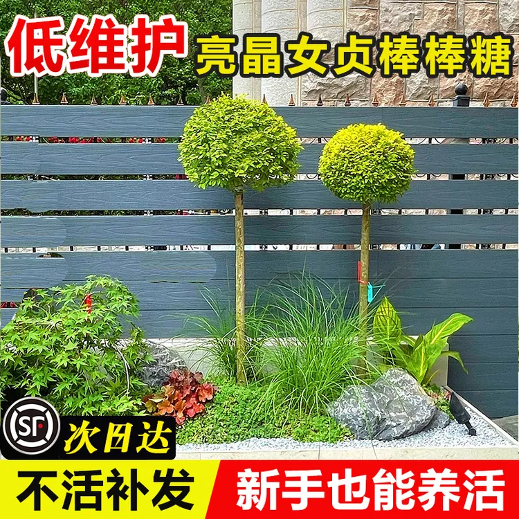 亮晶女贞川滇蜡树精品爱心五角星棒棒糖圆锥圆球四季常青耐寒耐热