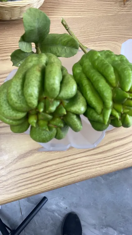 新鲜佛手 川佛手 闻香 观果 佛手花 鲜花 好看 佛手果子